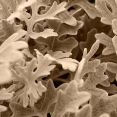 Vt-925 Beyaz Meşe MDFLAM 18*2800*2100