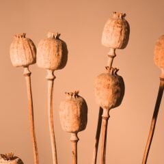 Vt-014 Ceviz MDFLAM 18*2800*2100