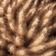 Vt-859 Hazar MDFLAM 08*2800*2100