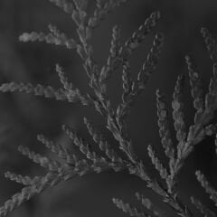 Vt-829 Karbon Gri MDFLAM 18*3660*1830