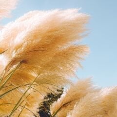 Vt-144 Krem MDFLAM 18*2800*2100