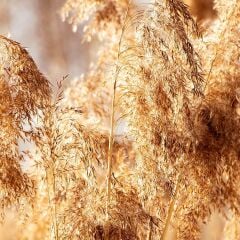 Yt-37D Latte Karamel MDFLAM 18*2800*2100