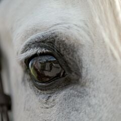 Vt-362 Metalik Ekru MDFLAM 18*2800*2100