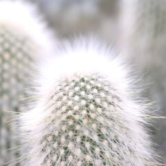 Vt-849 Rambla MDFLAM 08*2800*2100