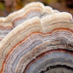 Vt-509 Rustik Meşe MDFLAM 18*2800*2100