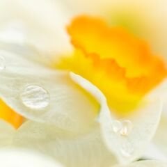 Vt-568 Sedef Krem MDFLAM 18*2800*2100