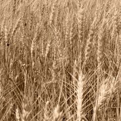 Vt-665 Toros Meşe MDFLAM 08*2800*2100