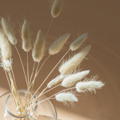 Vt-278 Cappicino MDFLAM 08*2800*2100