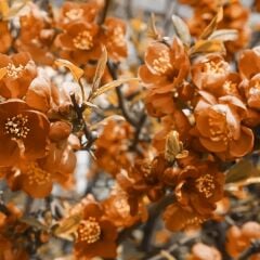 VT-10J Taba MDFLAM 18*2800*2100