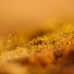 Vt-Z30 Mantova MDFLAM 18*2800*2100