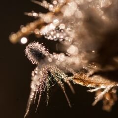 Vt-Z40 Lindos MDFLAM 18*2800*2100