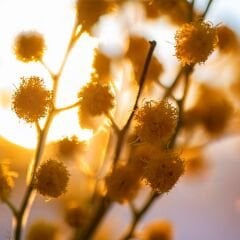 Hg-419 Bal Köpüğü - Kapak Panel - 18*1220*2800mm