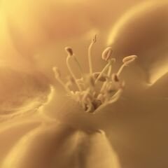 VT-11E BAŞAK MEŞE MDFLAM