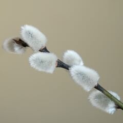 Hg-403 Parlak Ekru Antrasit - Kapak Panel - 18*1220*2800mm