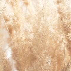 Sgl-568-Parlak-Sedef Krem - Lak Panel - 18*2100*2800mm